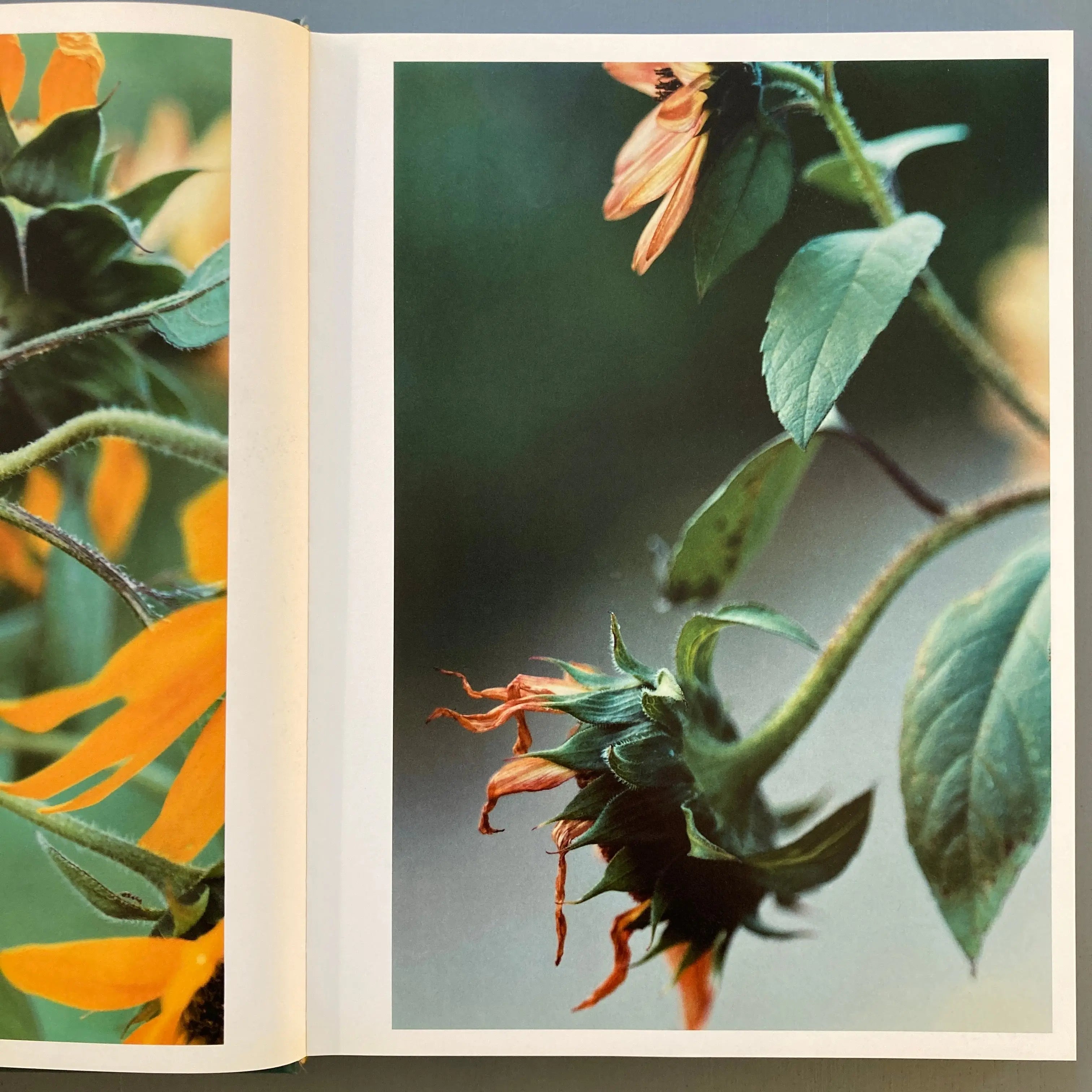 thomas struth:Dandelion Room/写真集 作品集 洋書 Thomas-Struth---Dandelion-Room