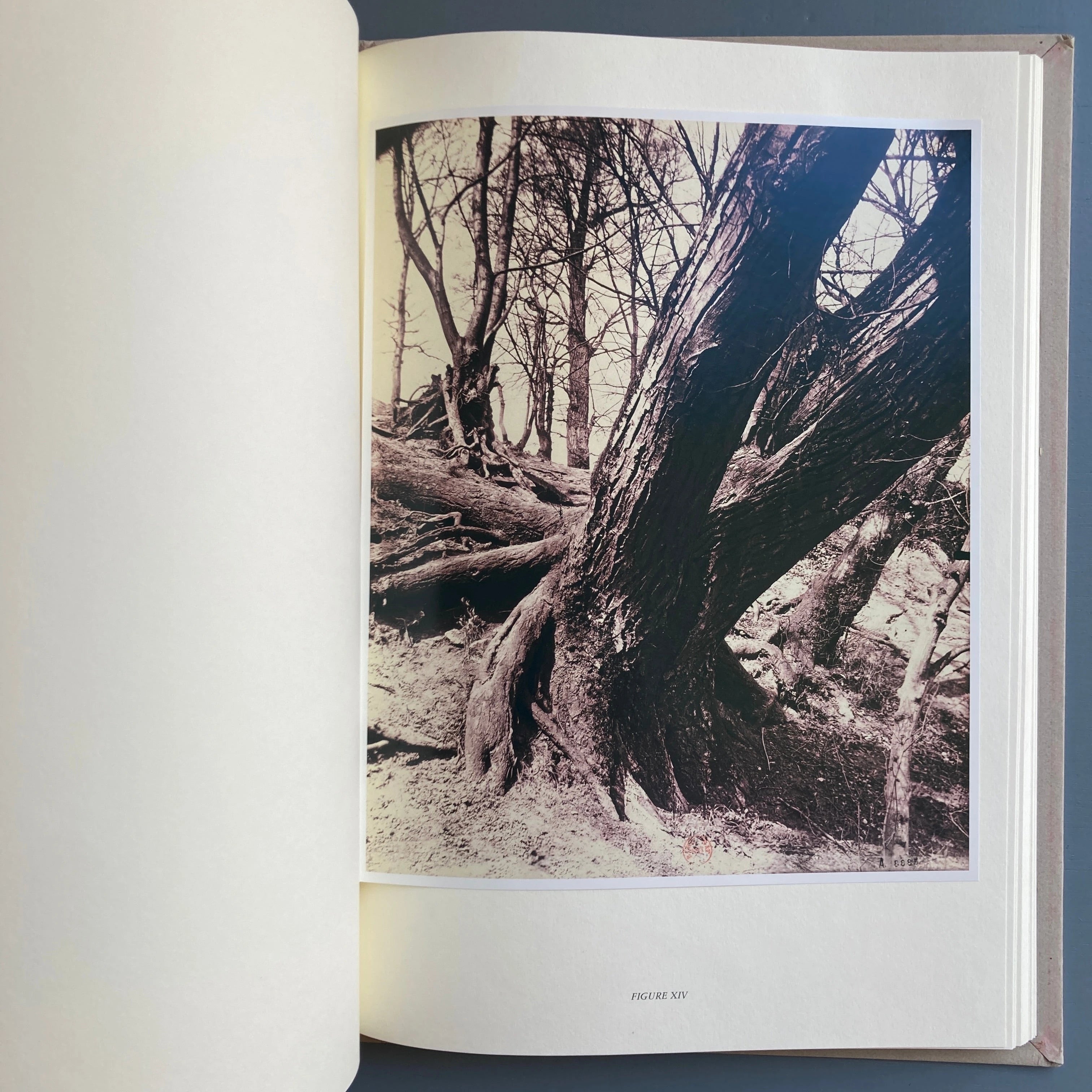 arbres majeurs d'Atget 大判アートブック Arbres inédits d'Atget - Marval 2003 - Saint-Martin Bookshop
