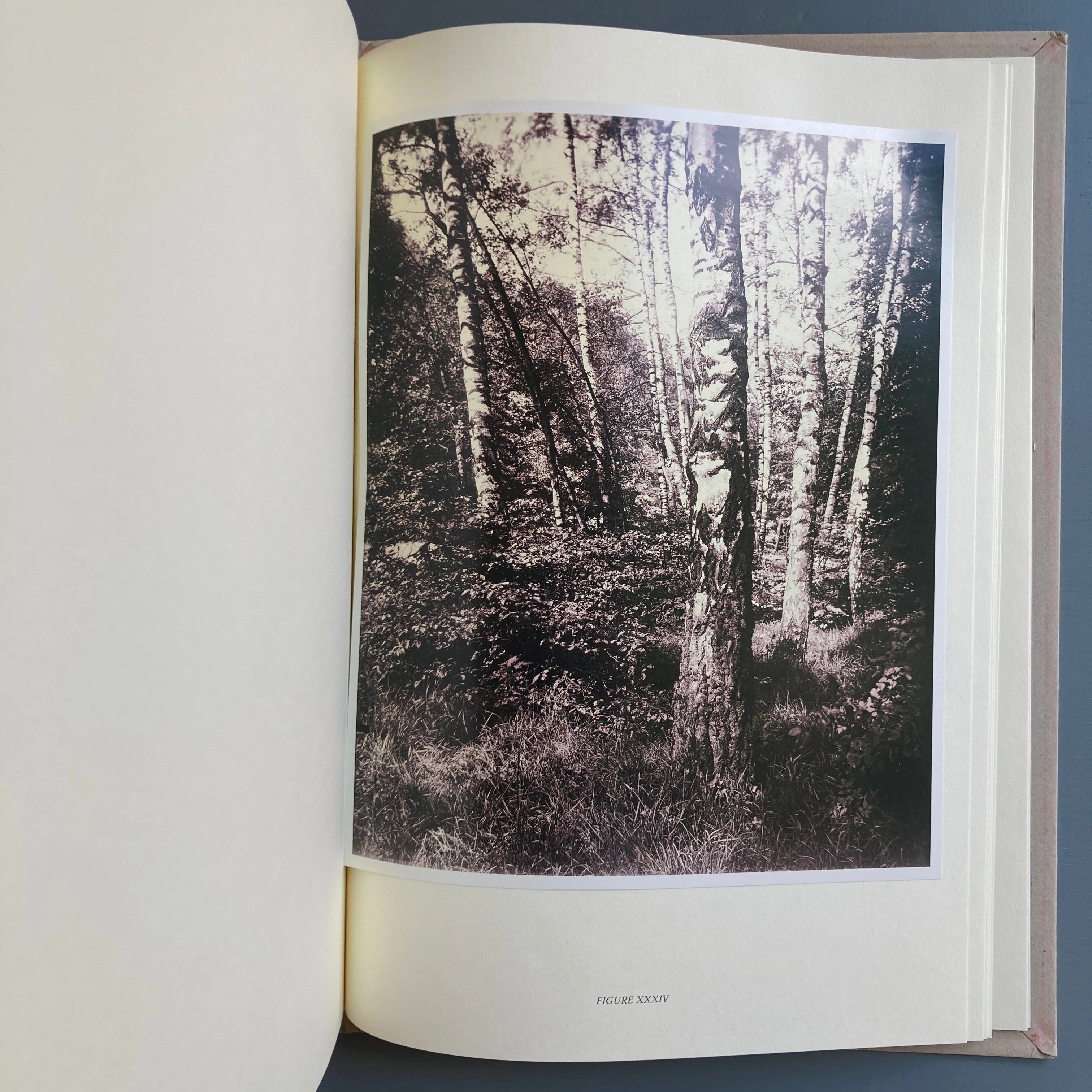 Arbres inédits d'Atget - Marval 2003 - Saint-Martin Bookshop