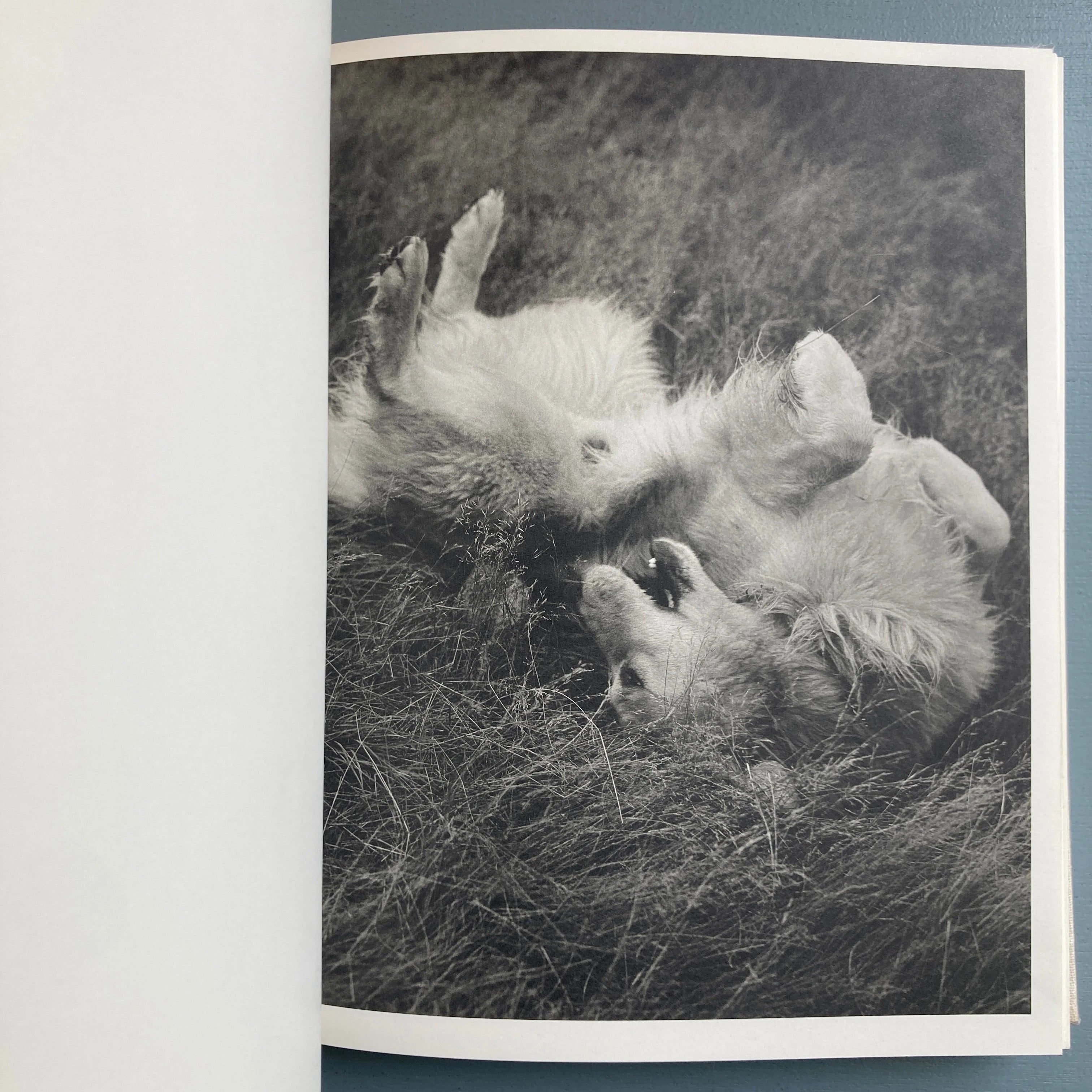 Bruce Weber - Bear Pond - Bulfinch Press 1990 - Saint-Martin Bookshop
