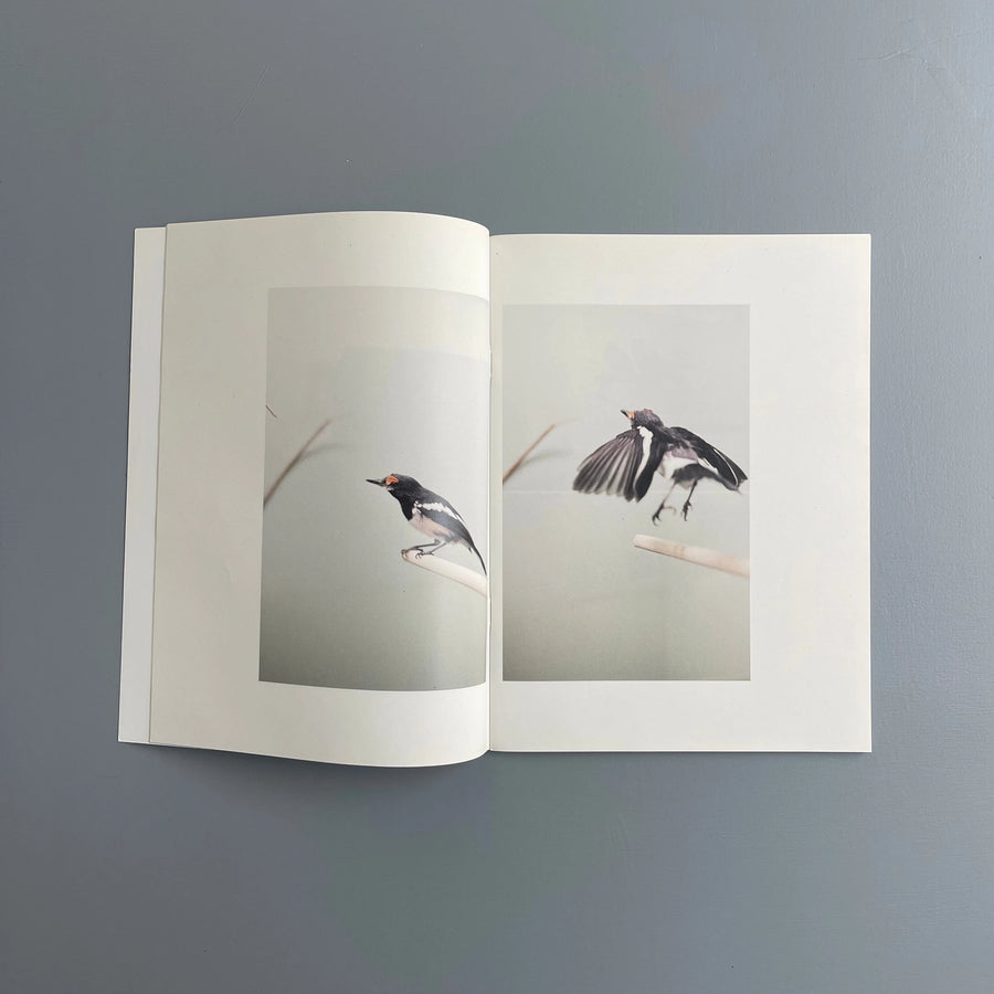 Carsten Höller - Birds - Purple Book 2017 - Saint-Martin Bookshop