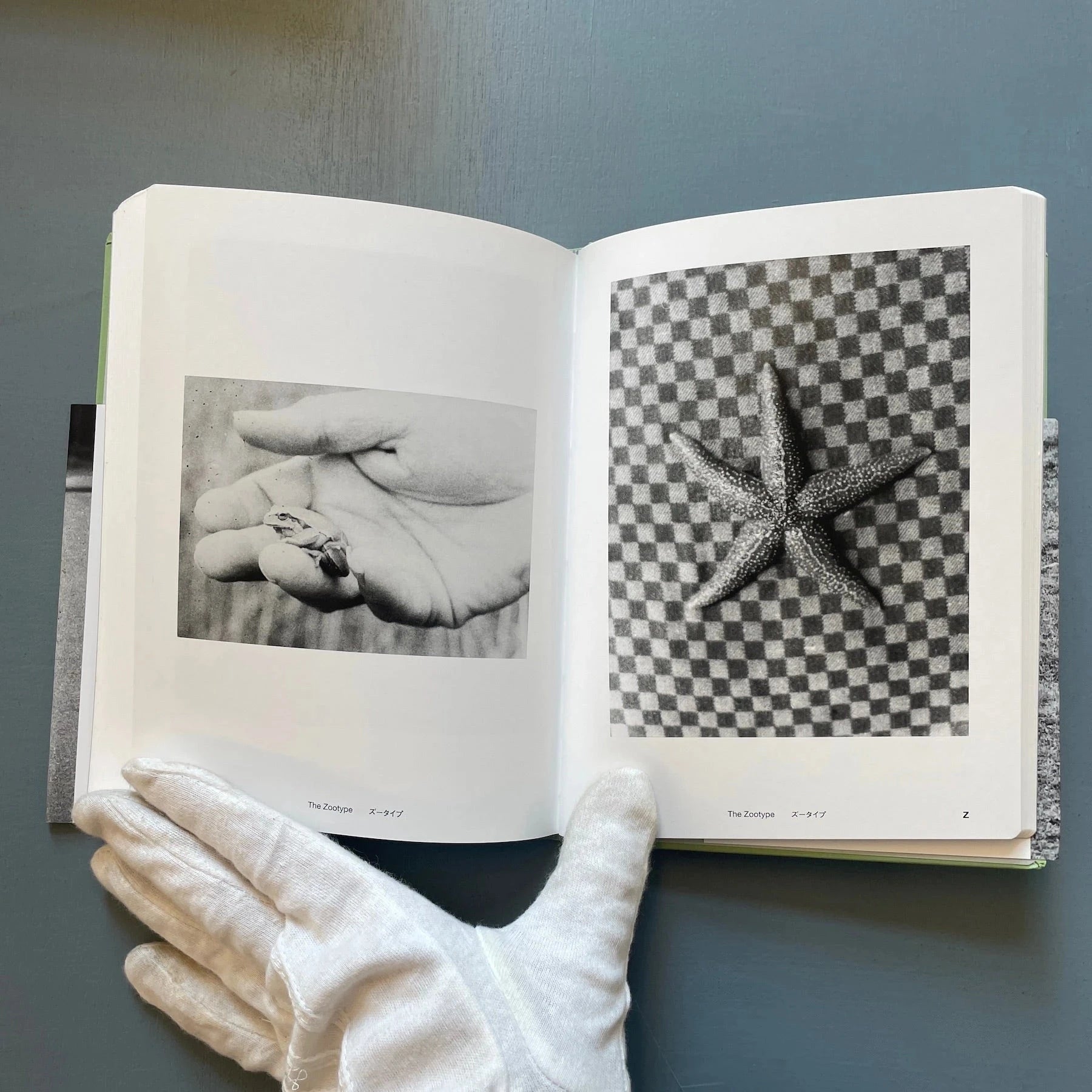 ヨヘン・レンペルト FIELD GUIDE Jochen Lempert Field Guide - Jochen Lempert
