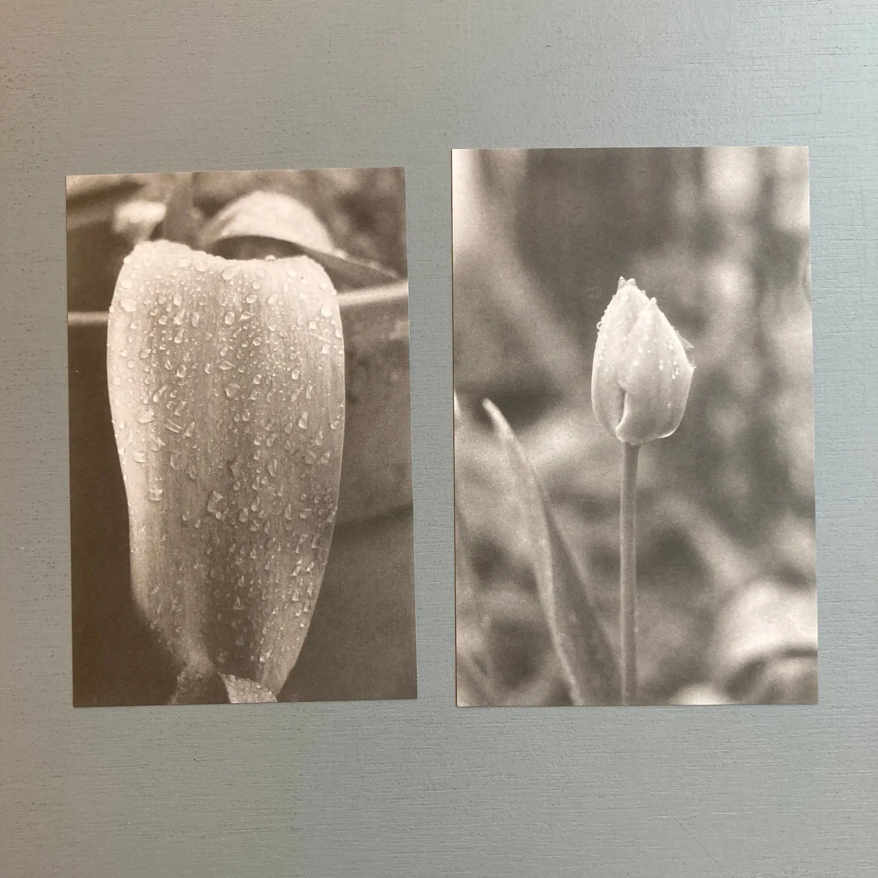 Jochen Lempert - A Field (8 Parts) - MACS 2023 - Saint-Martin Bookshop