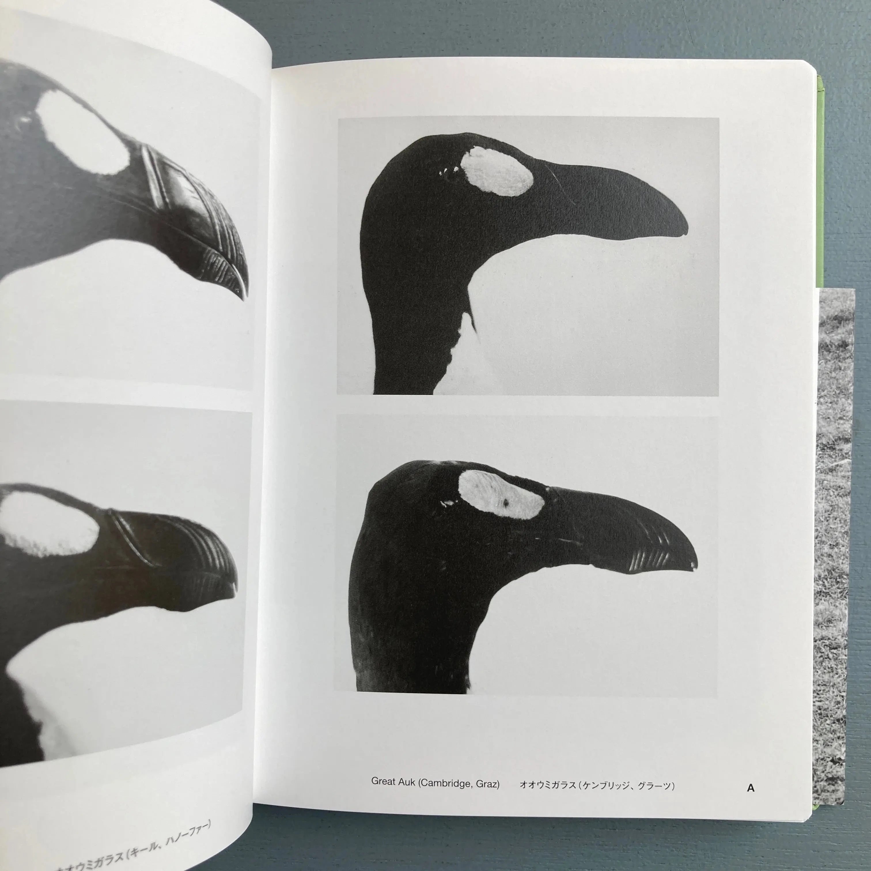 Jochen Lempert 作品集 Relacion 写真集 Jochen-Lempert-Relacion-Konig-