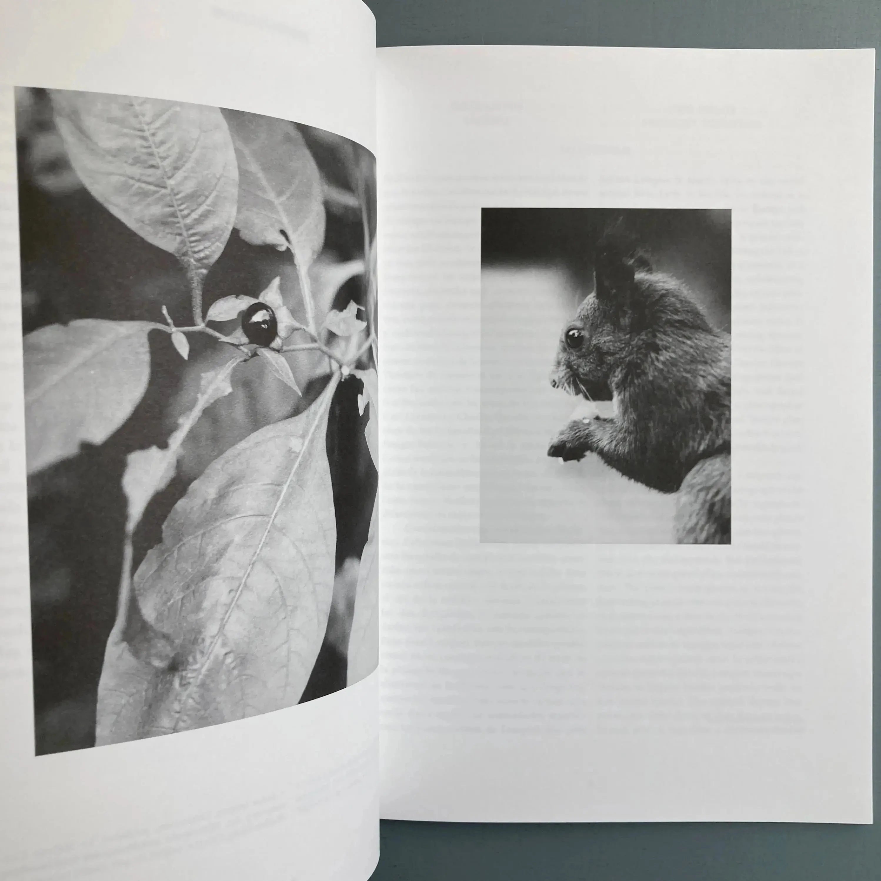 Jochen Lempert 作品集 Relacion 写真集 Jochen Lempert - Relación - König 2018 - Saint-Martin Bookshop