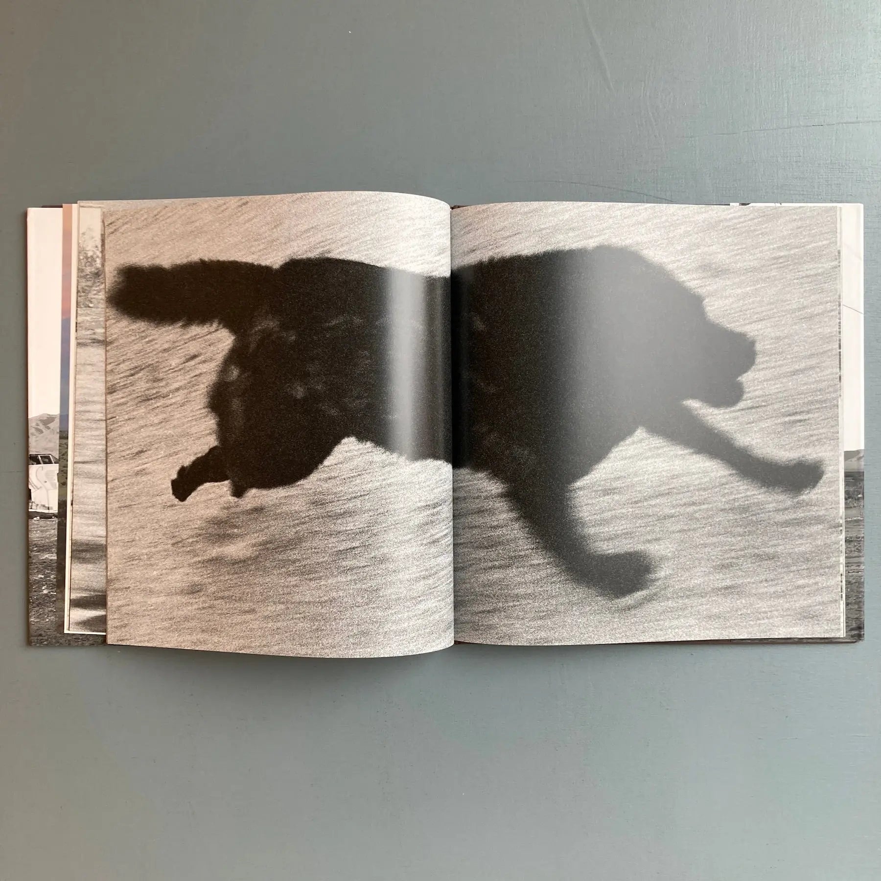 John Divola - Dogs Chasing my Car in the Desert - Nazraeli Press
