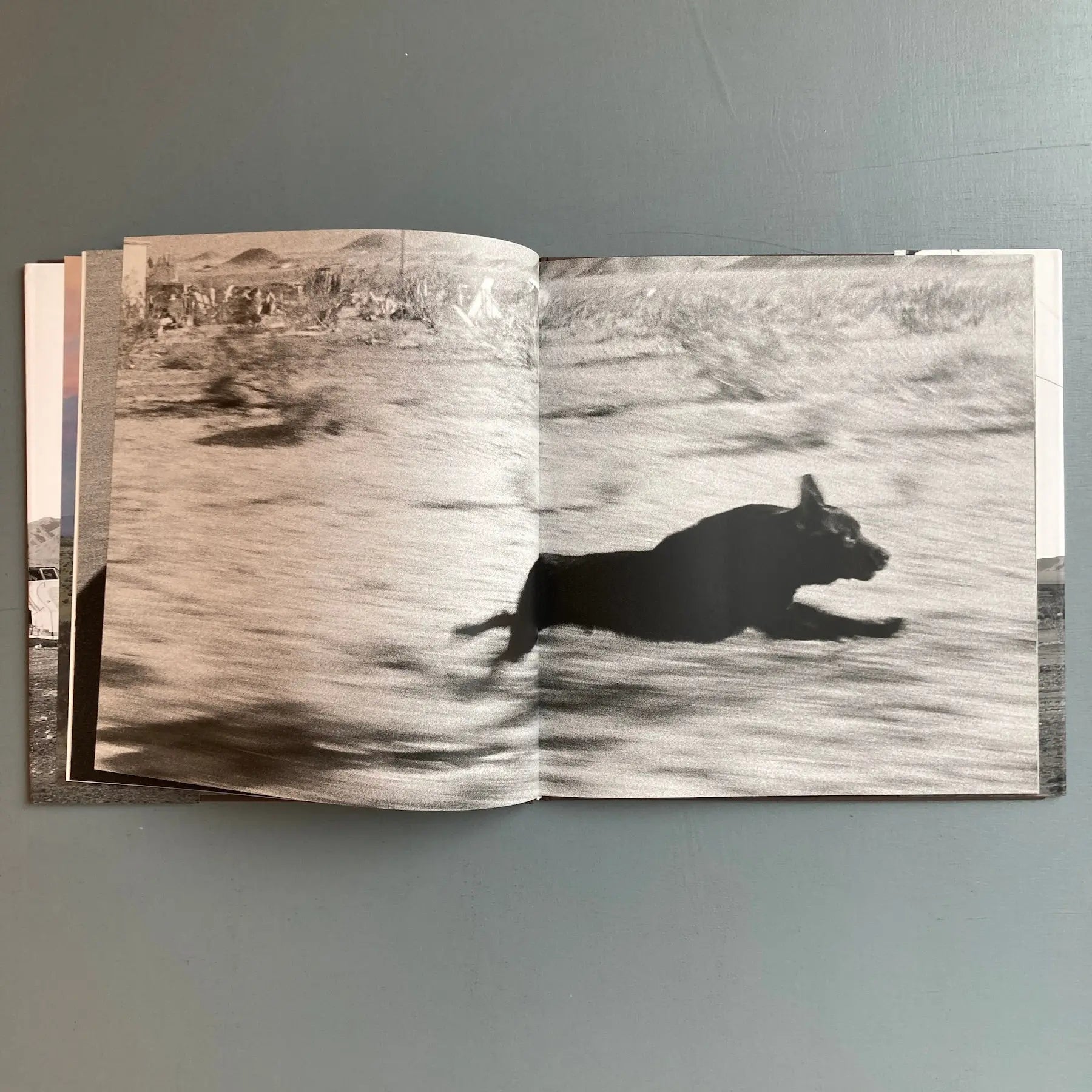 John Divola - Dogs Chasing my Car in the Desert - Nazraeli Press