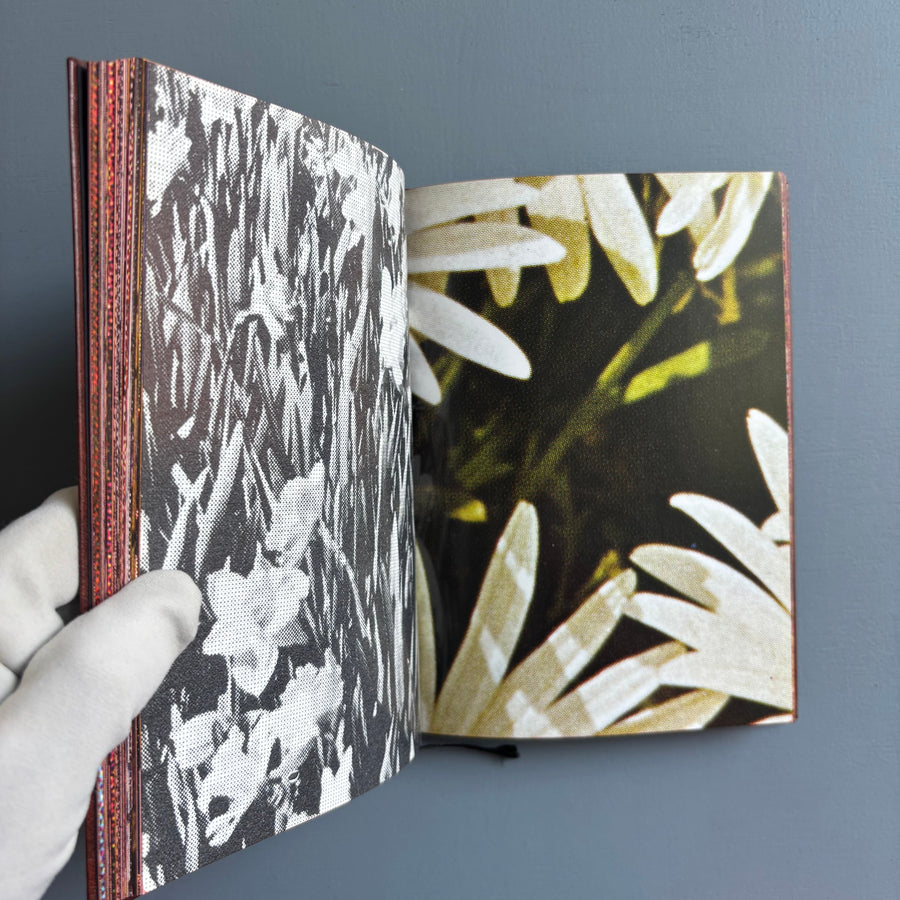 Paul Morrison - Black Medick - Imschoot 2004 - Saint-Martin Bookshop