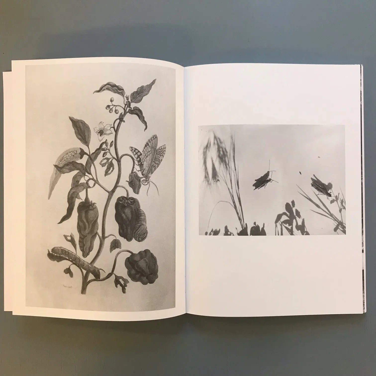 Jochen Lempert - Paare / Pairs - Portikus / Roma publications 2022