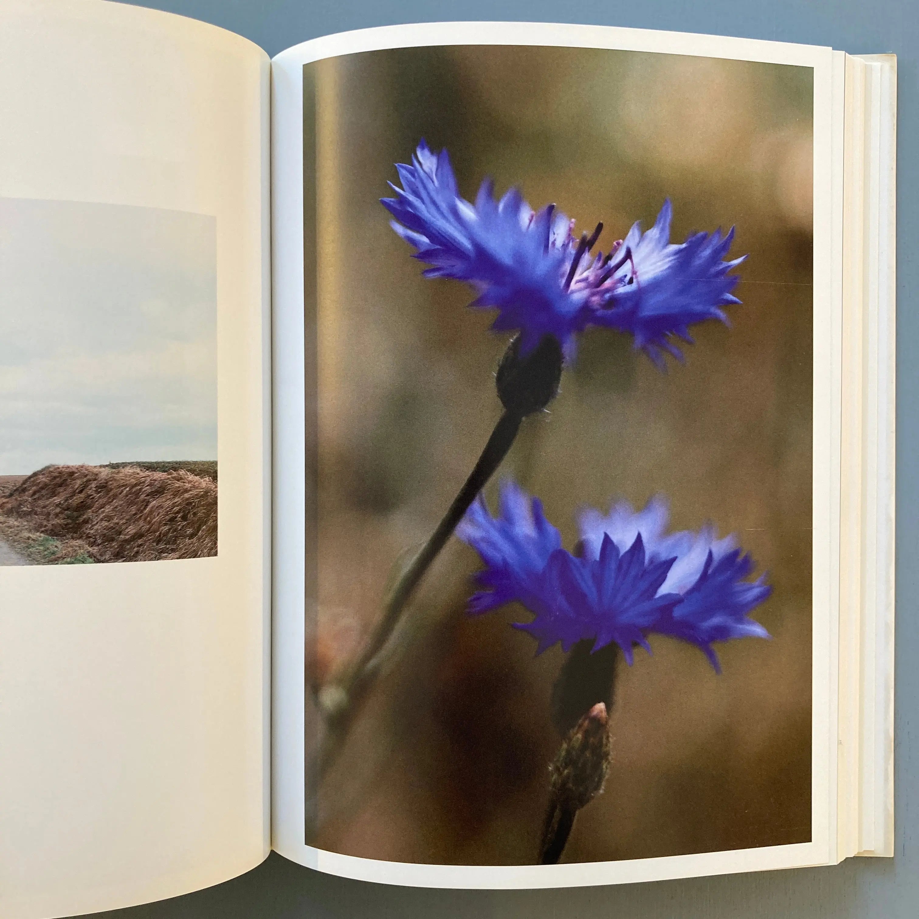 Thomas Struth - Dandelion Room - Schirmer/Mosel 2001 - Saint